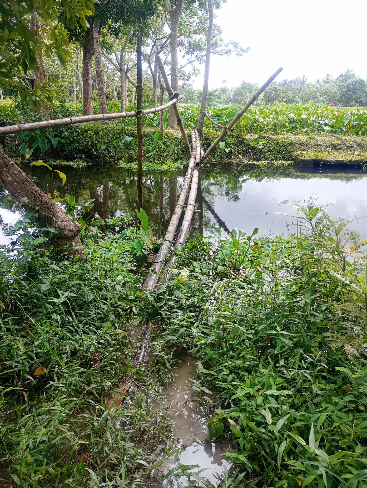 নলছিটিতে মডেল গ্রাম হাড়িখালী,অবহেলার গ্লানিতে হারিয়ে যাচ্ছে সম্ভাবনা