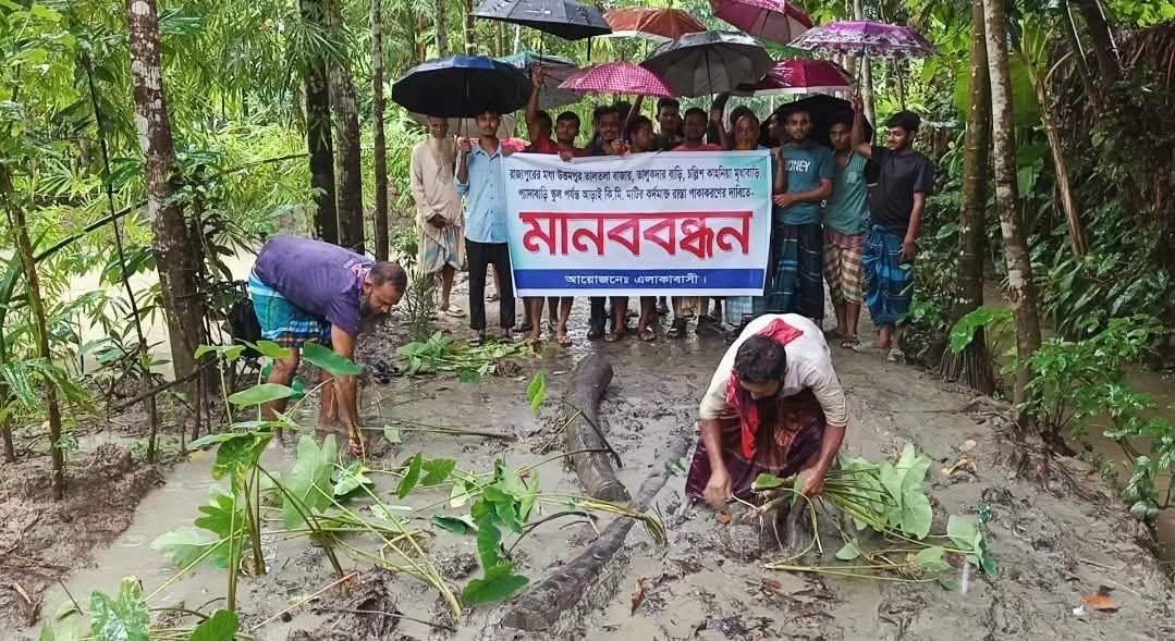 রাজাপুরে পাকা রাস্তার দাবিতে রাস্তার কাদায় কচুগাছ রোপণ করে প্রতিবাদ।