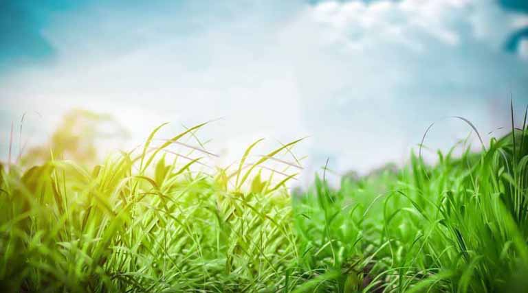 ডাহুক পাখি