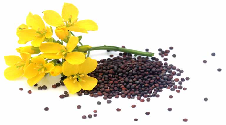 সরিষা ফুল