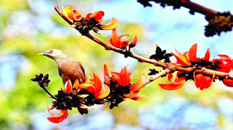 উল্লাসিত ফাল্গুন